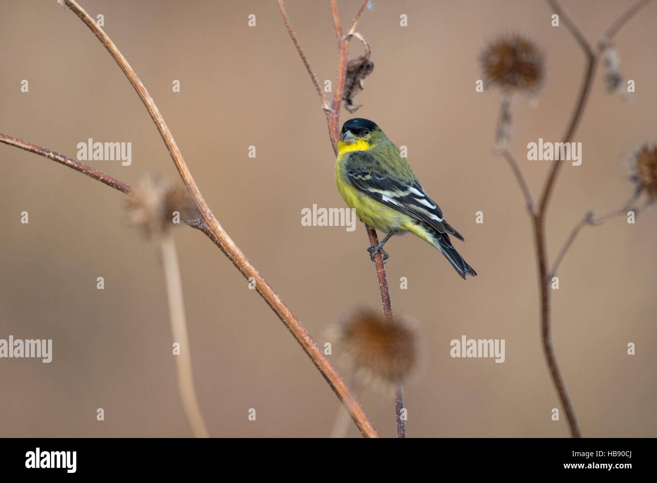 Lesser Goldfinch, (Spinus psaltria), eating Sunflower, (Helianthus sp