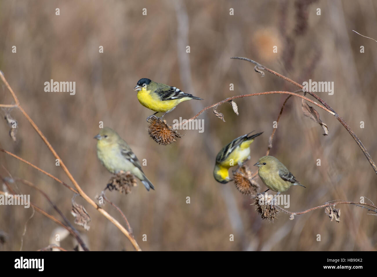 Lesser Goldfinch, (Spinus psaltria), eating Sunflower, (Helianthus sp