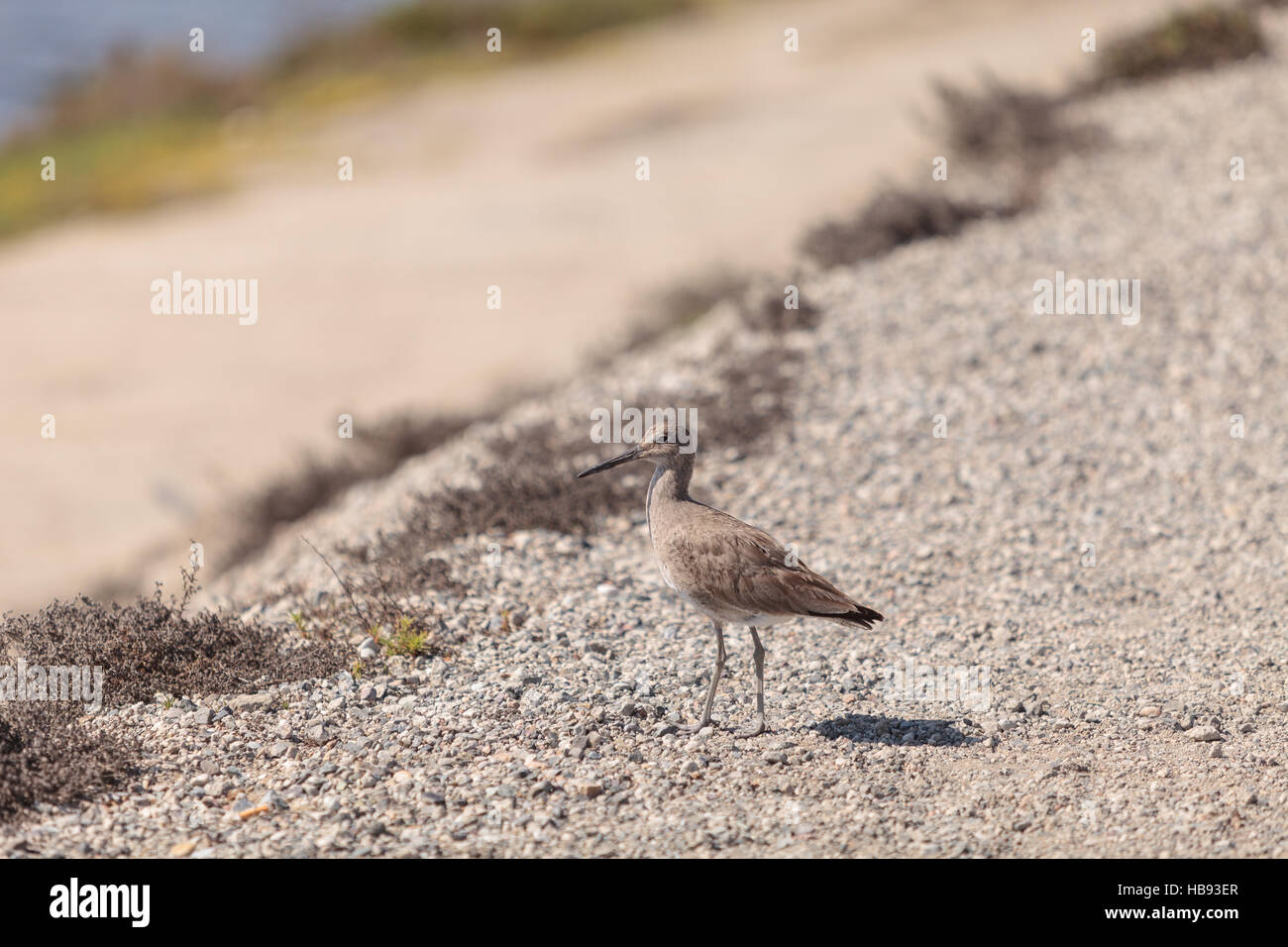 Long billed Dowitcher shorebird Stock Photo