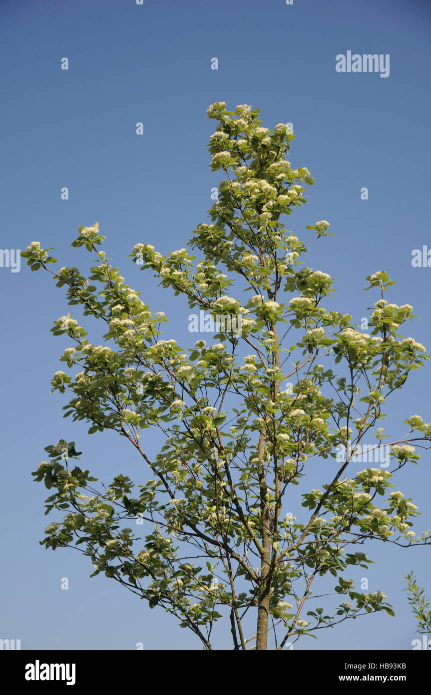 Sorbus aria, Whitebeam Stock Photo