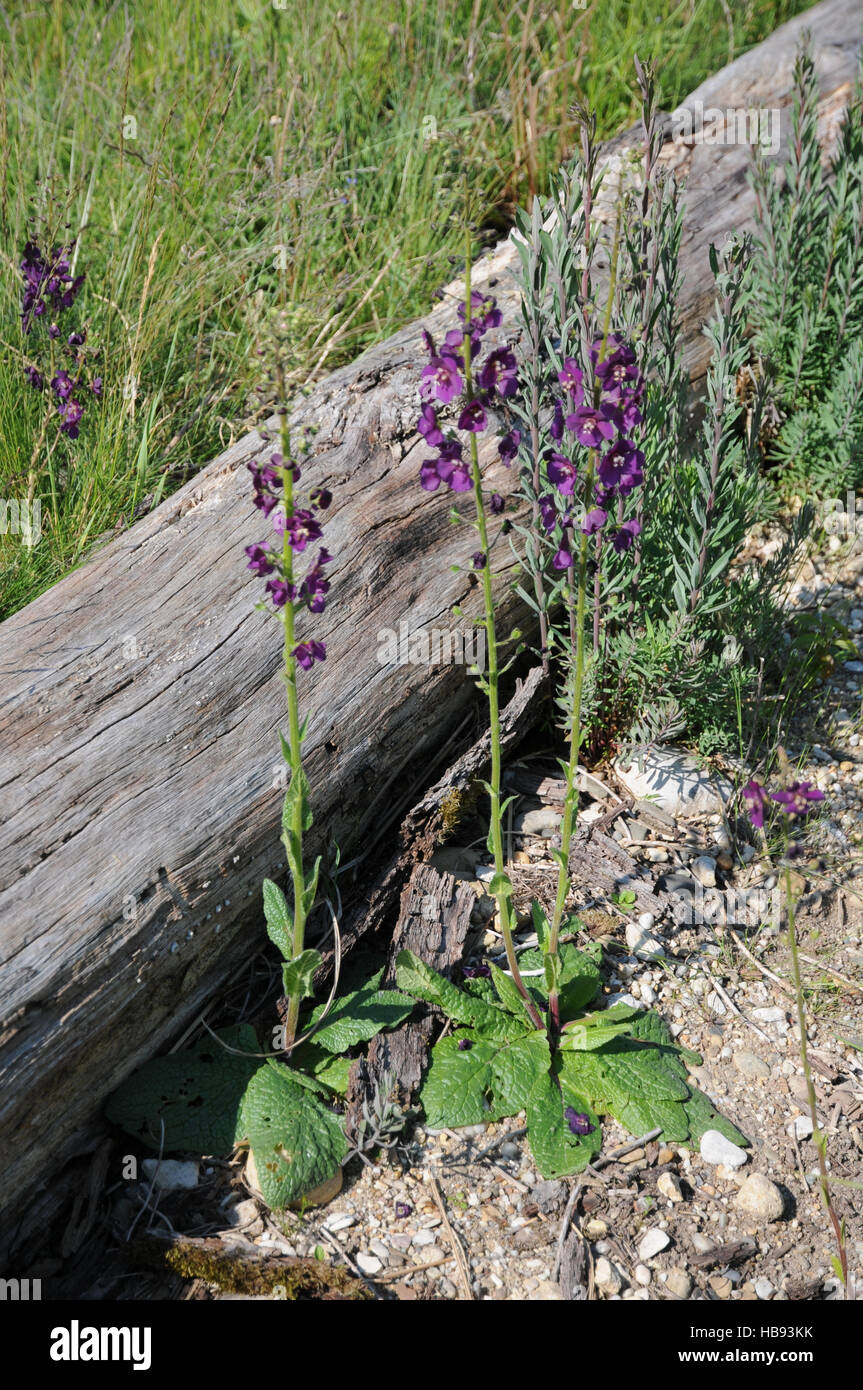 Verbascum phoeniceum, Purple mullein Stock Photo