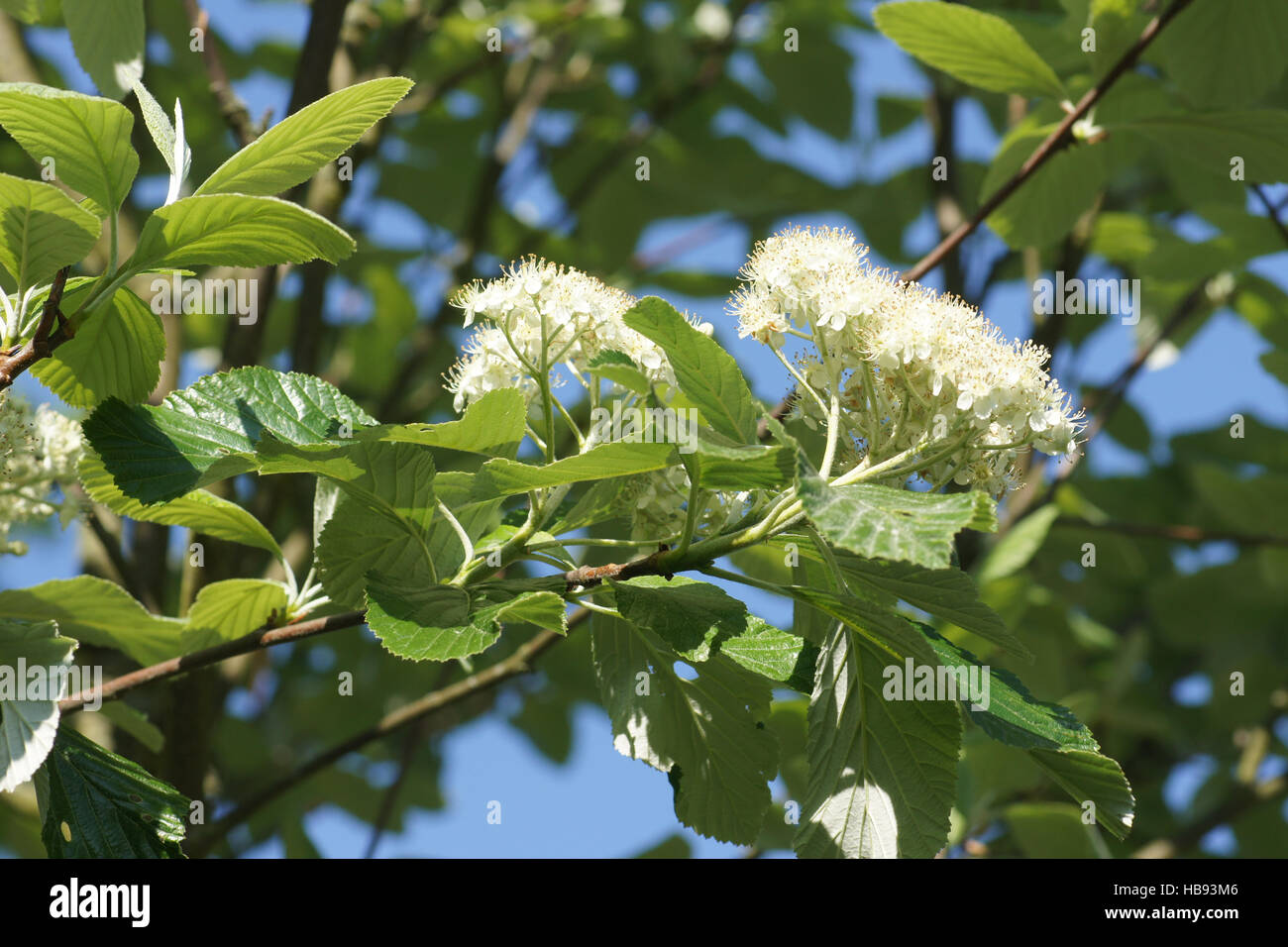 Sorbus aria, Whitebeam Stock Photo - Alamy
