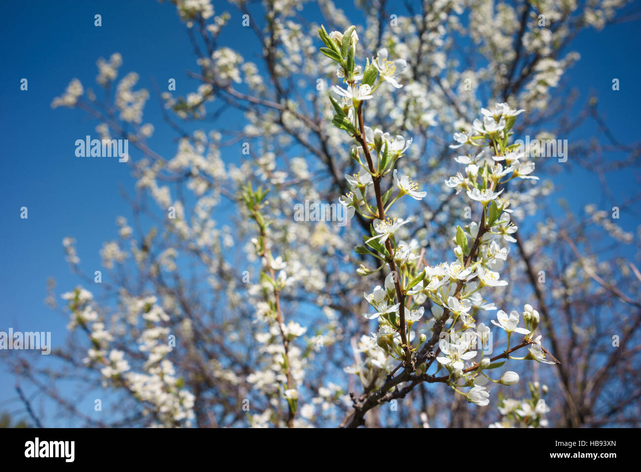 Chery blossom festival hi-res stock photography and images - Alamy