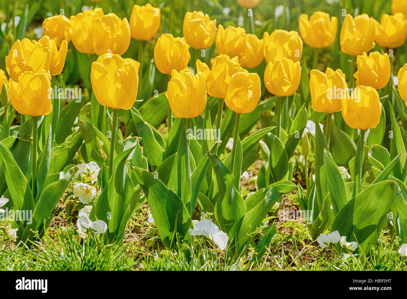 Flower Bed of Yellow Tulips Stock Photo - Alamy