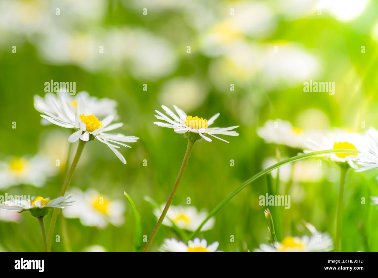 Daisies meadow with sunlight Stock Photo