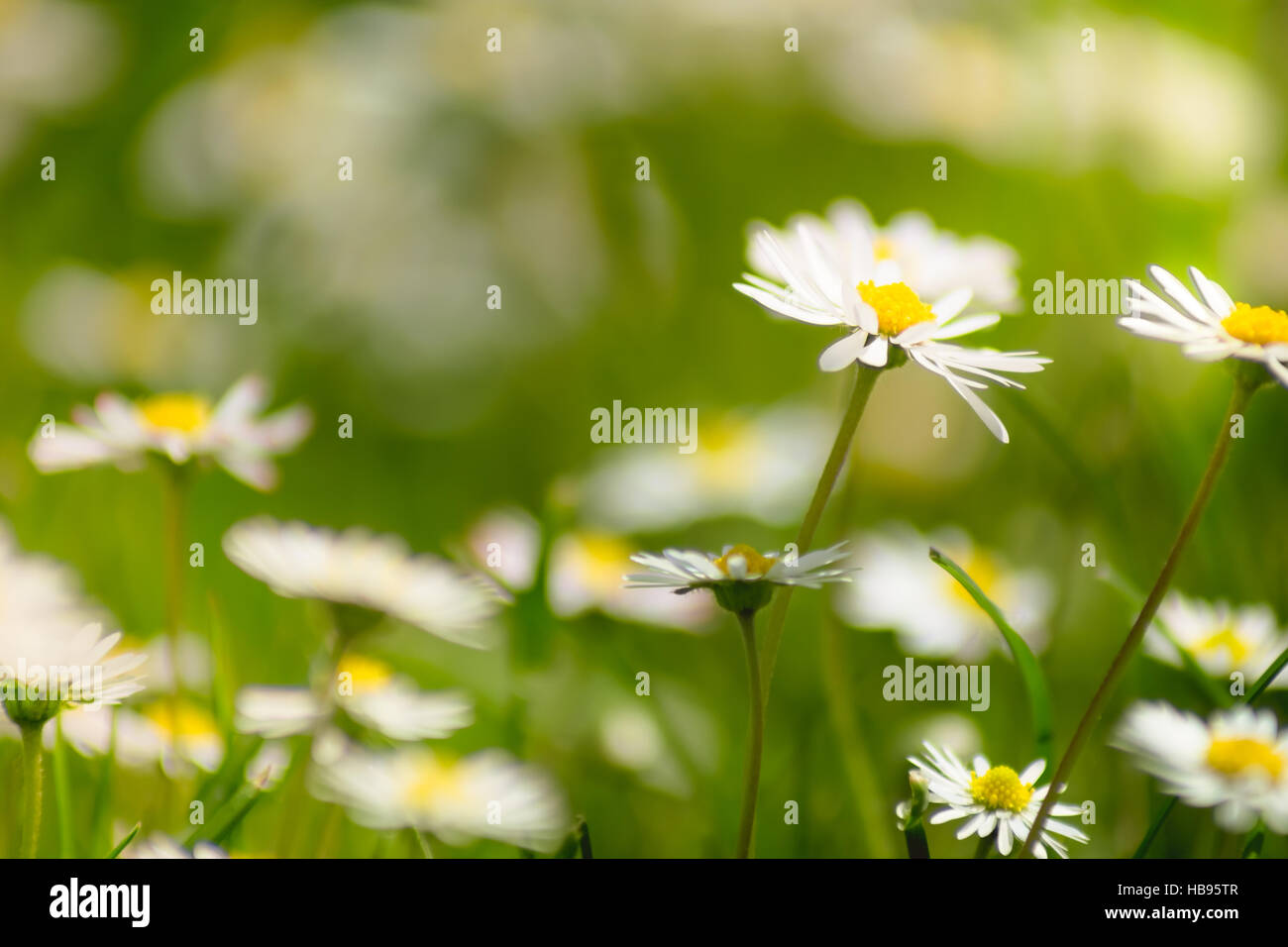 Daisies meadow with sunlight Stock Photo