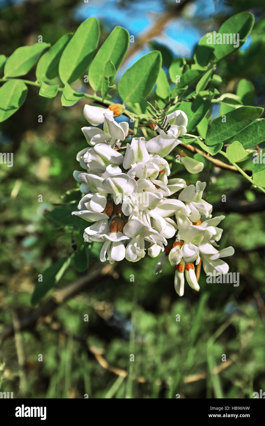 Flowering white acacia Stock Photo Alamy