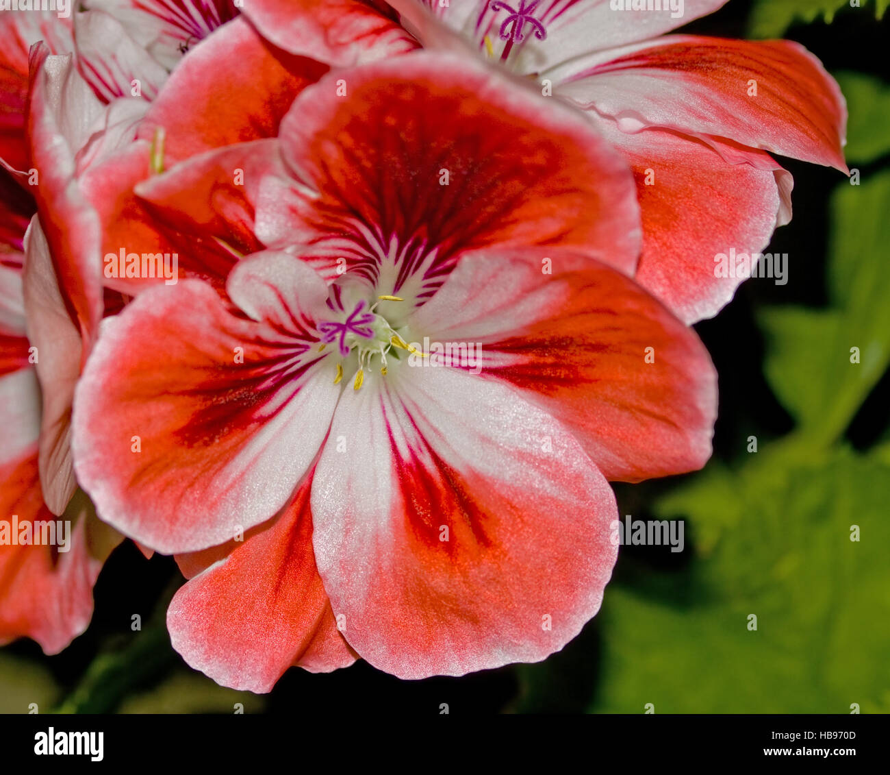 Geranium Pelargonium spec. Stock Photo