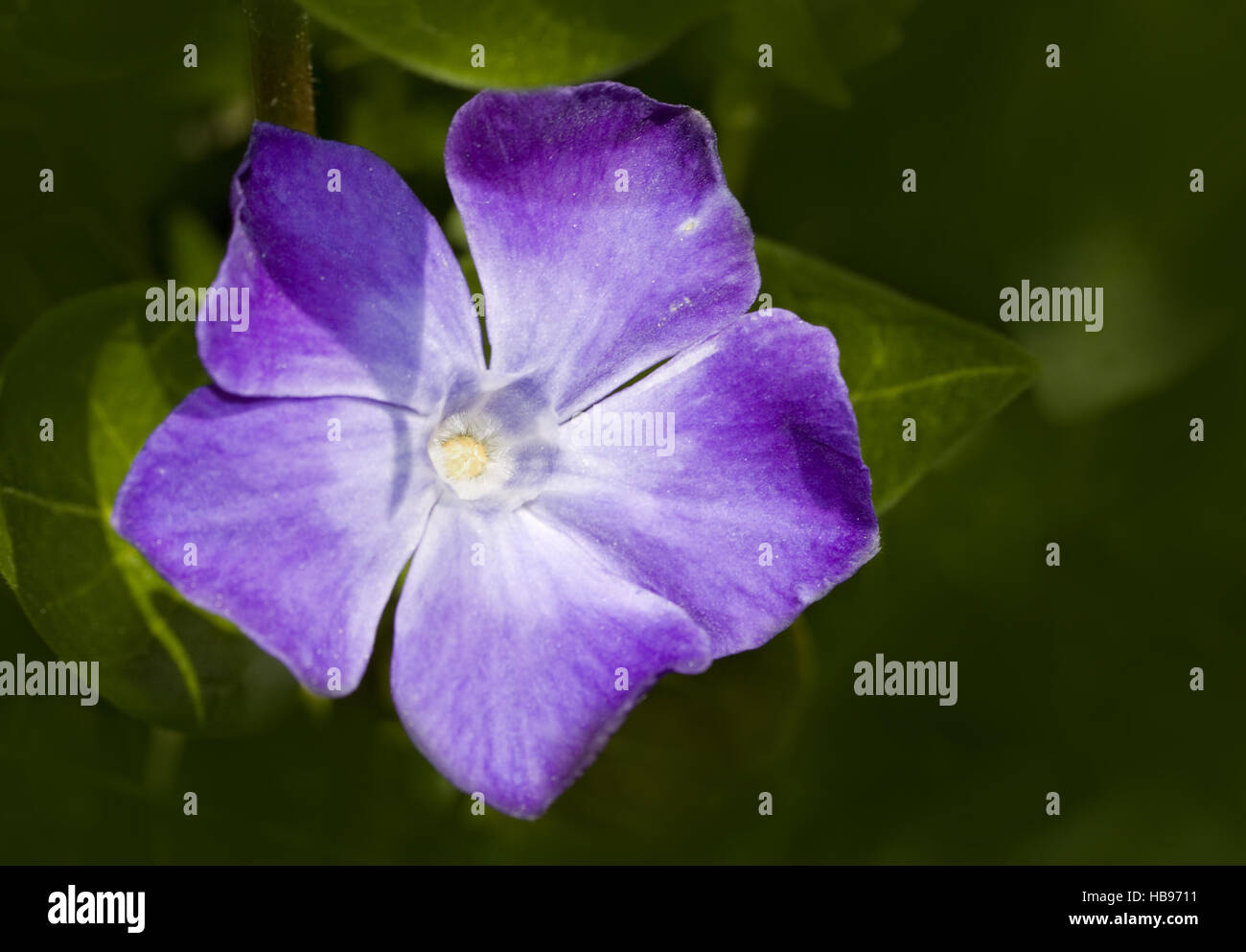 Large periwinkle Vinca major Stock Photo Alamy