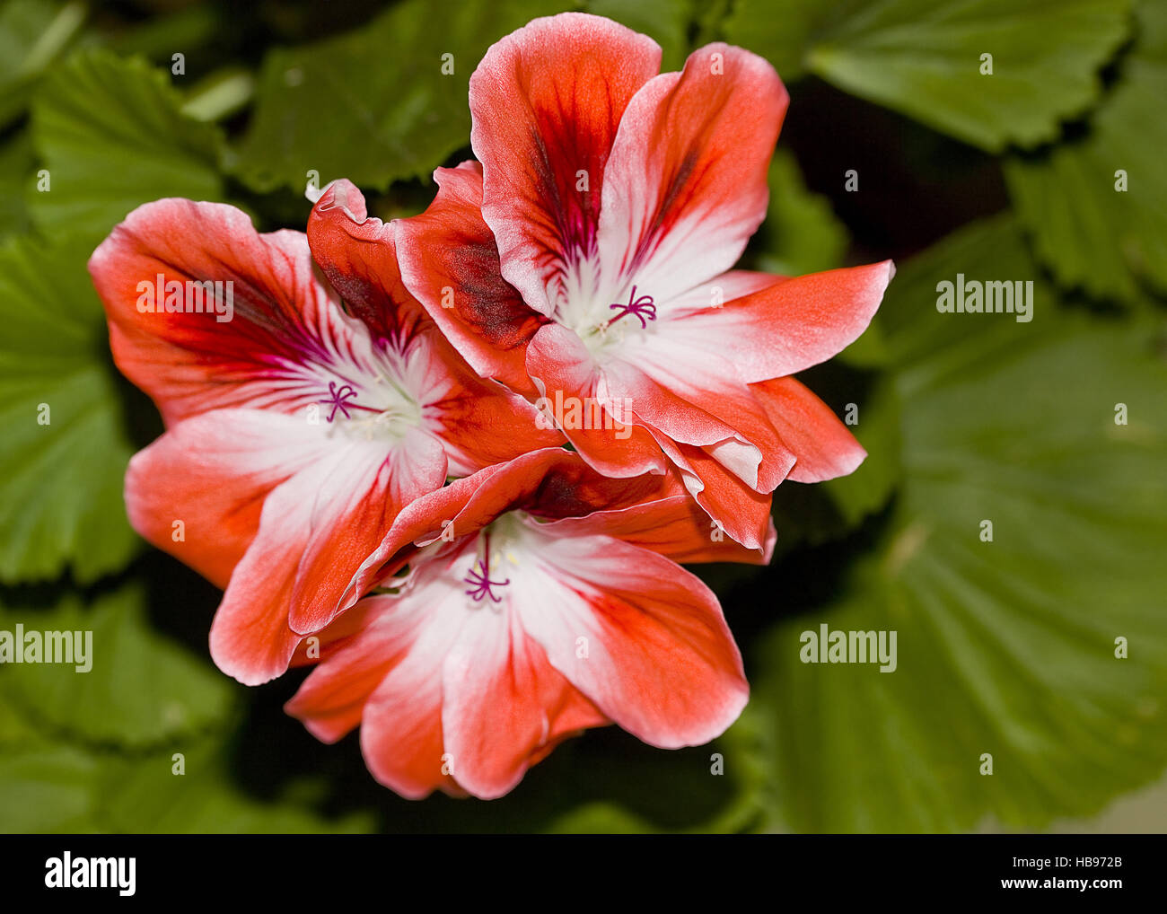 Geranium Pelargonium spec. Stock Photo