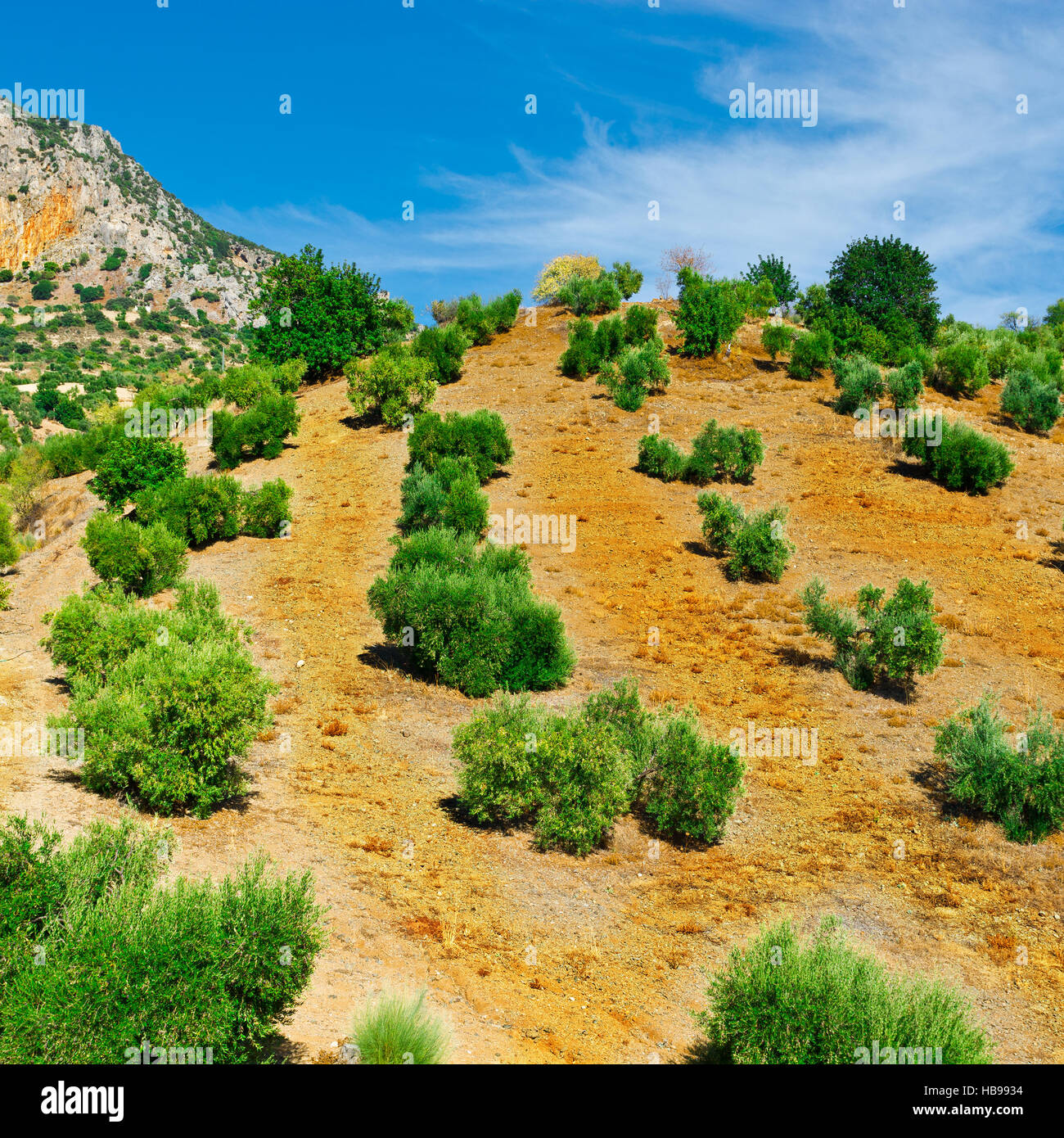 Olive Grove in Spain Stock Photo Alamy