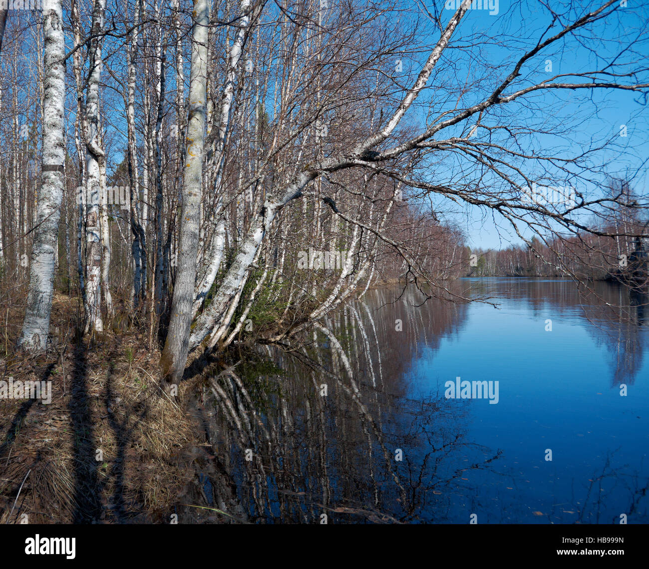 Spring flooding on the river Stock Photo - Alamy