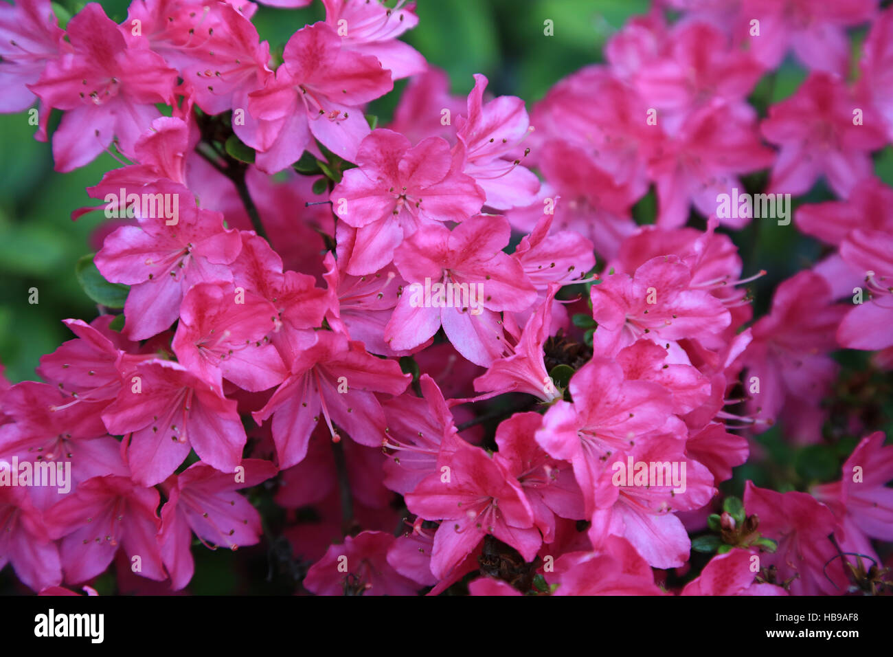 azalea flowers Stock Photo