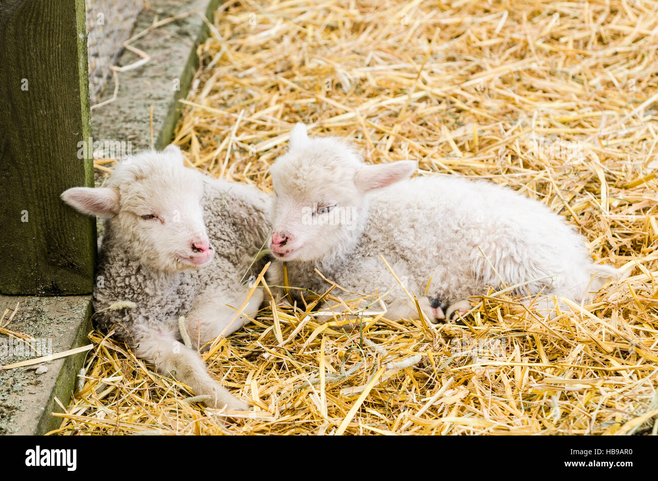 Two Little lamb sleeping in straw Stock Photo Alamy