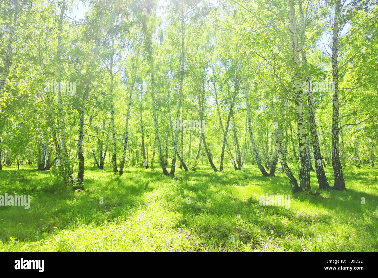 summer birch forest Stock Photo - Alamy