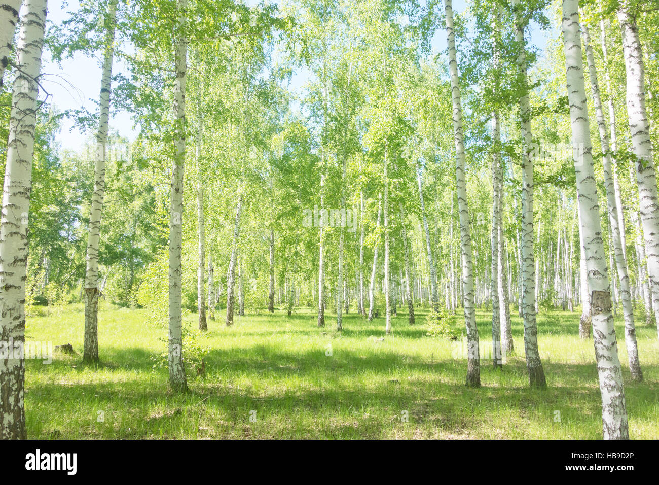 summer birch forest Stock Photo - Alamy