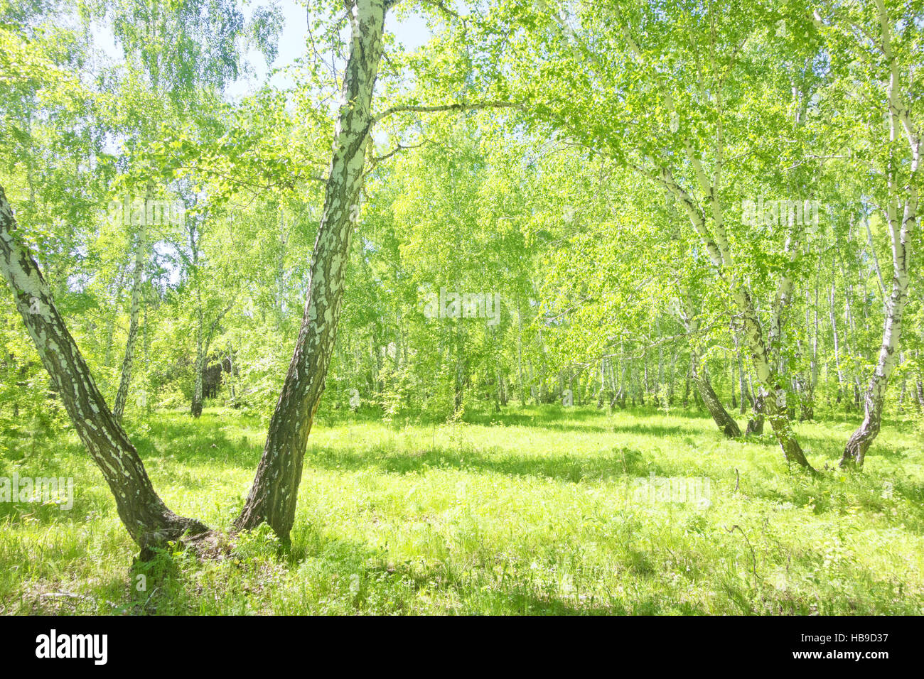 summer birch forest Stock Photo - Alamy