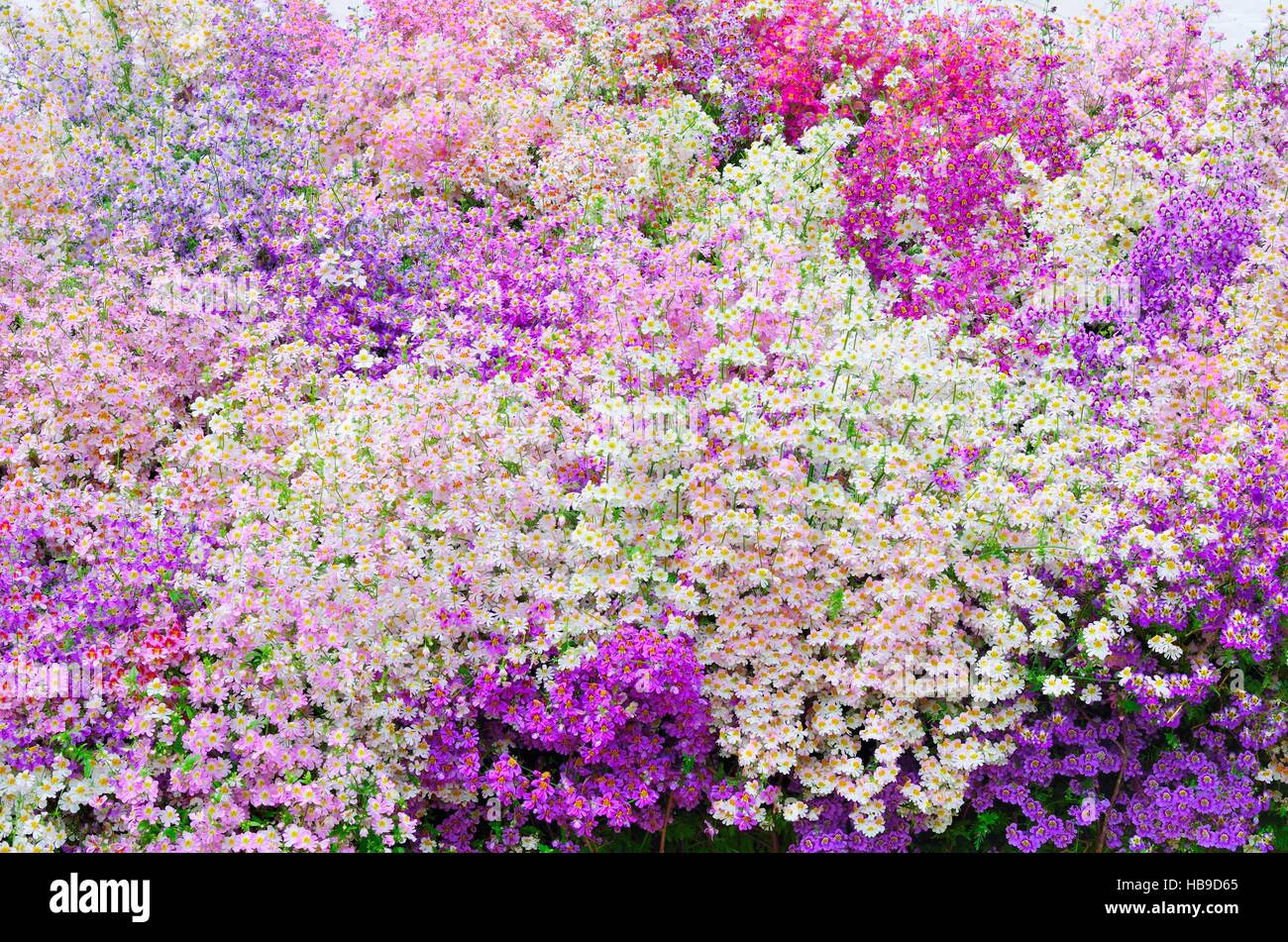Mass of Purple and Pink poor mans orchid Stock Photo
