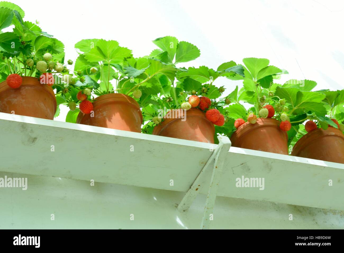 Row of Strawberry plants in Pots Stock Photo - Alamy