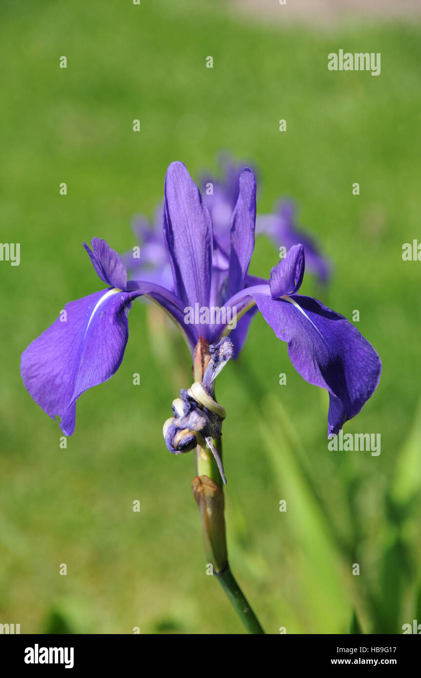 Iris laevigata, Japanese iris Stock Photo Alamy