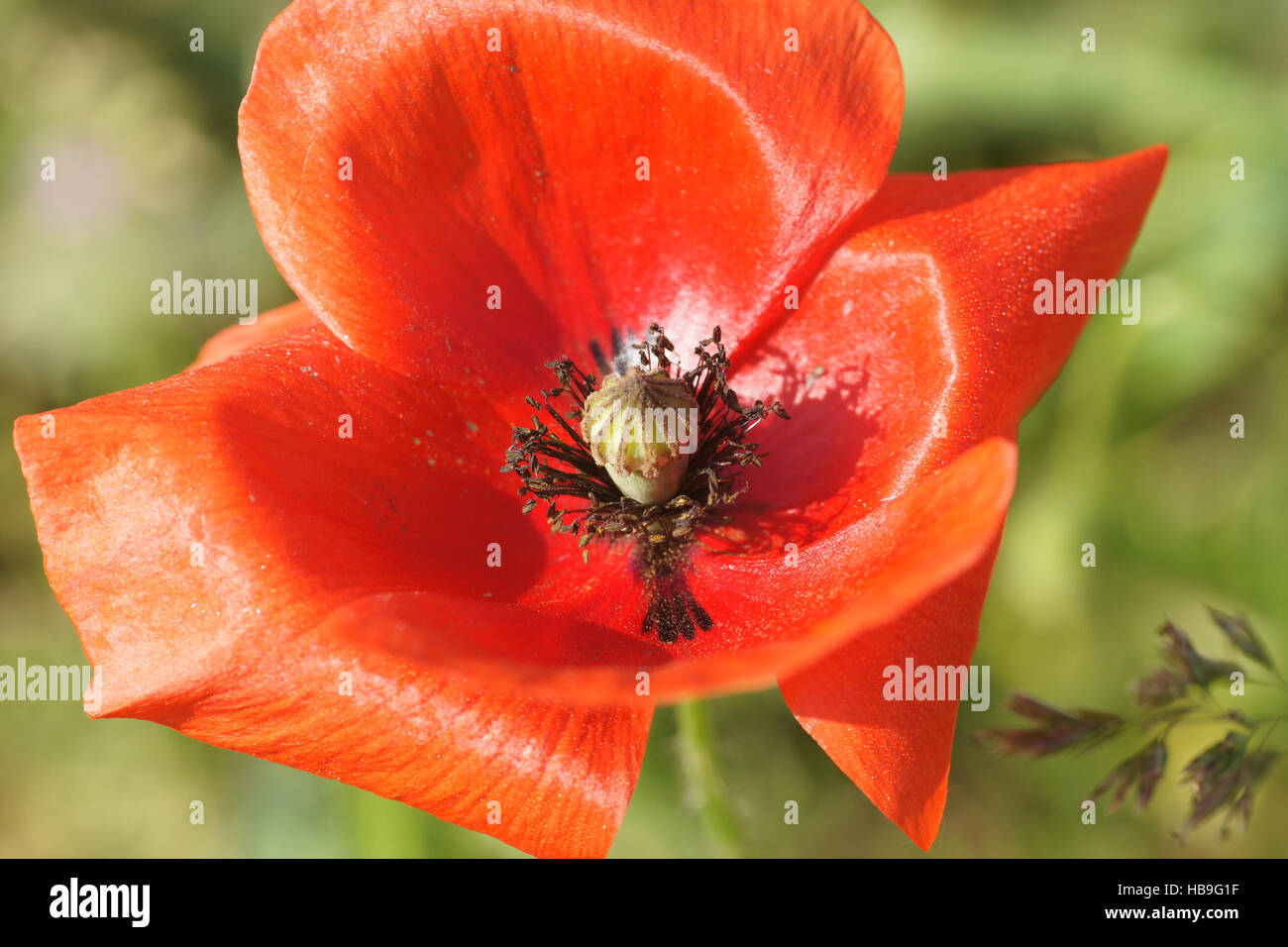 Papaver rhoeas, Field poppy Stock Photo