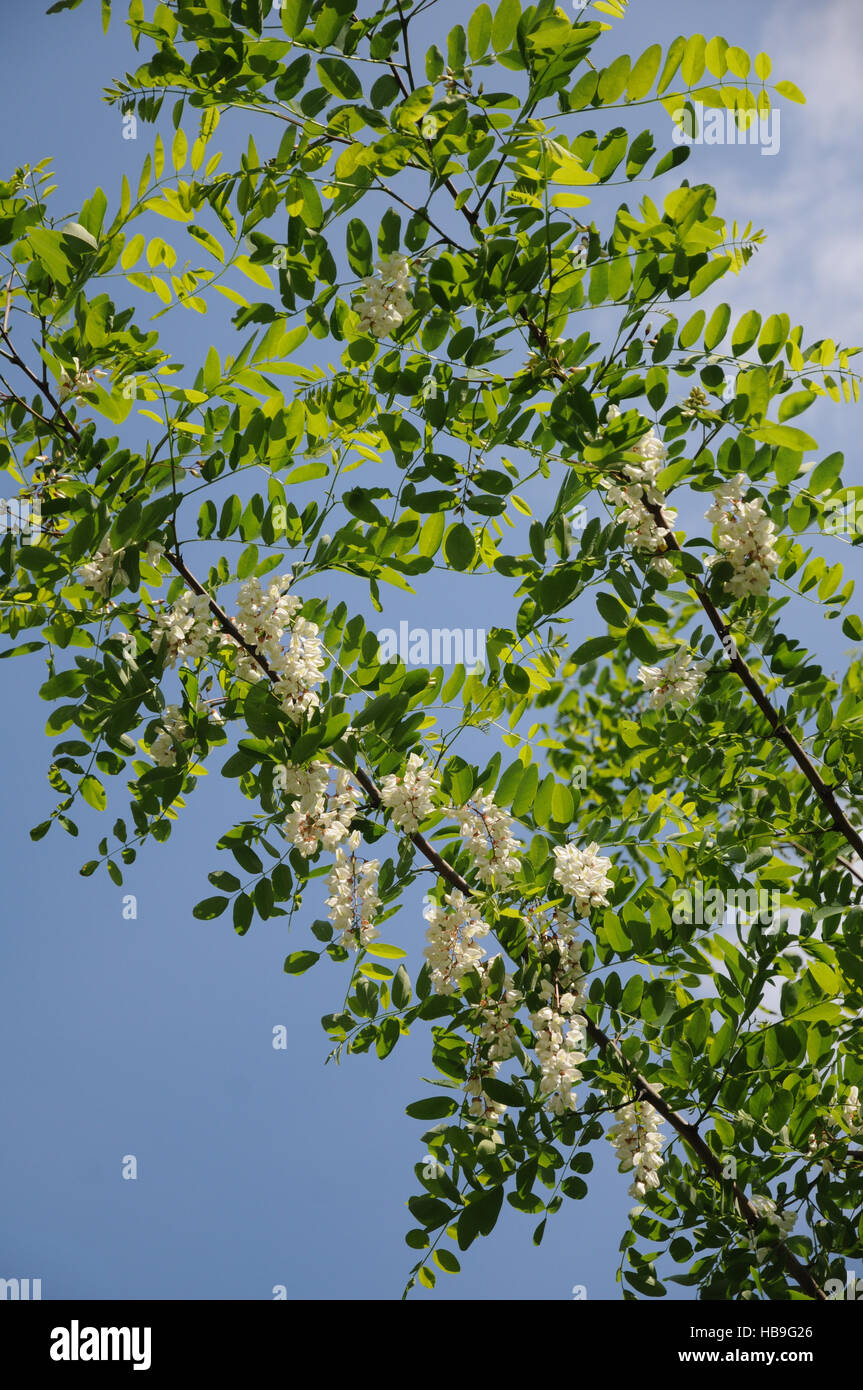 Robinia pseudoacacia, Black locust Stock Photo