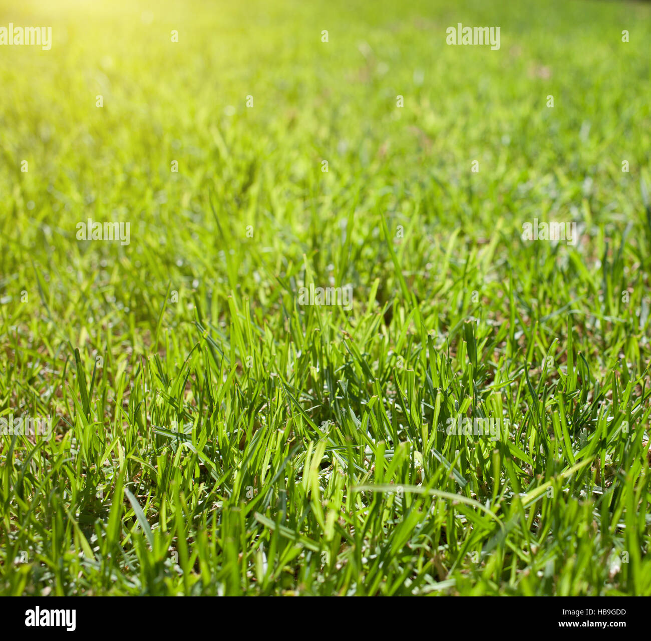 background of grass Stock Photo - Alamy