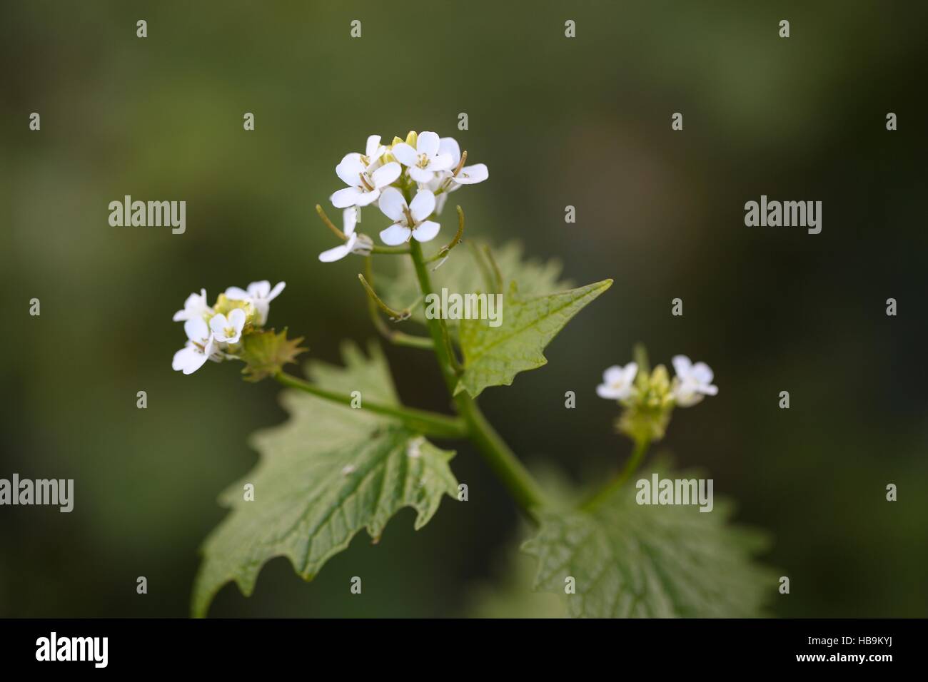 Flower of Garlic Mustard or Garlic Root Stock Photo Alamy