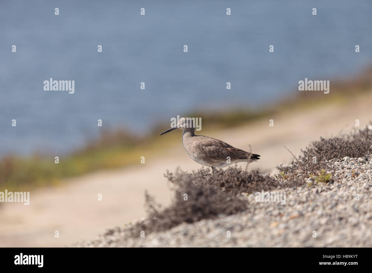 Long billed Dowitcher shorebird Stock Photo