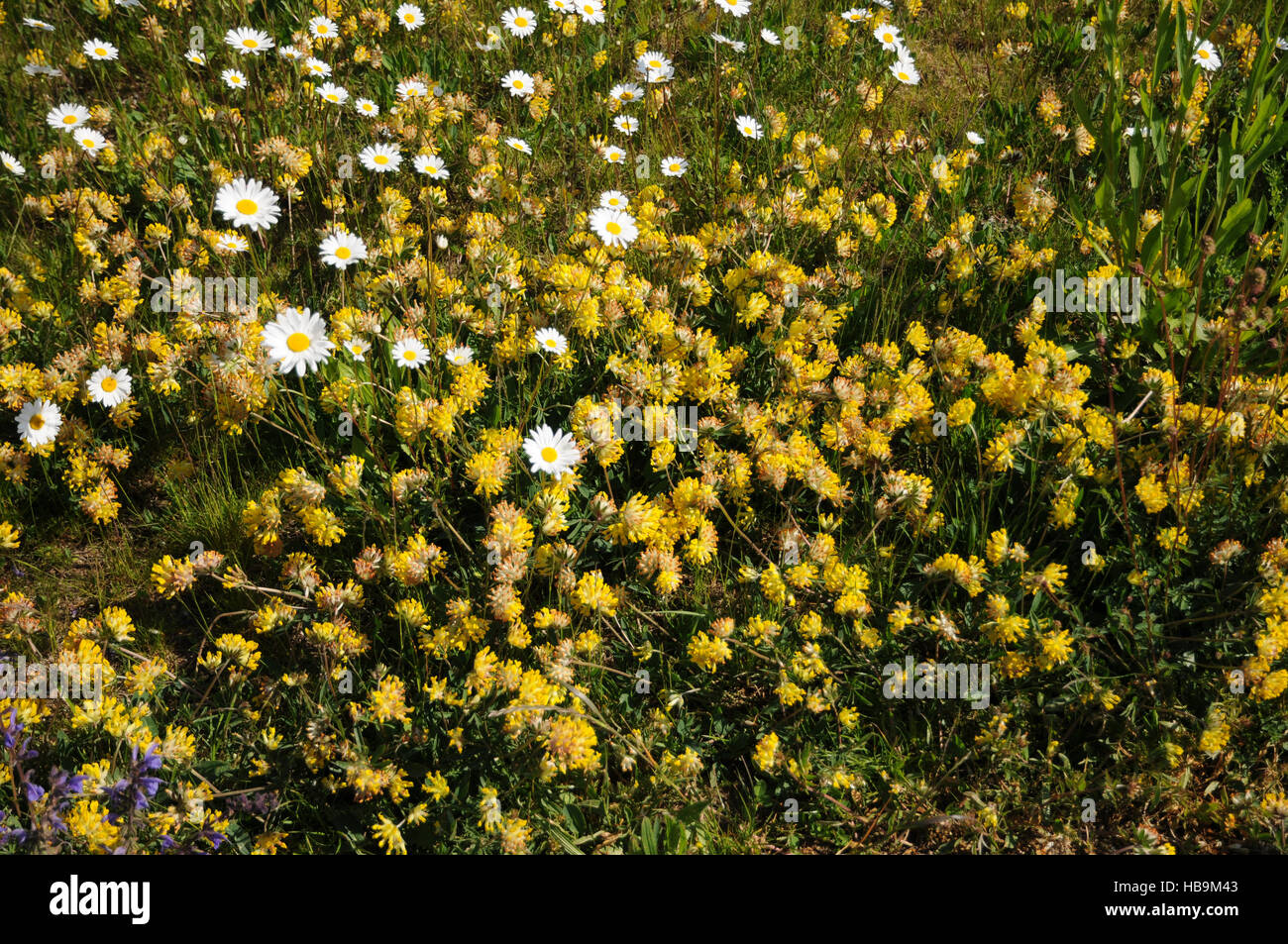 Anthyllis vulneraria, Woundwort Stock Photo