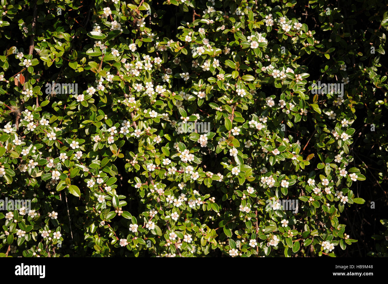 Cotoneaster dammeri, Creeping cotoneaster Stock Photo