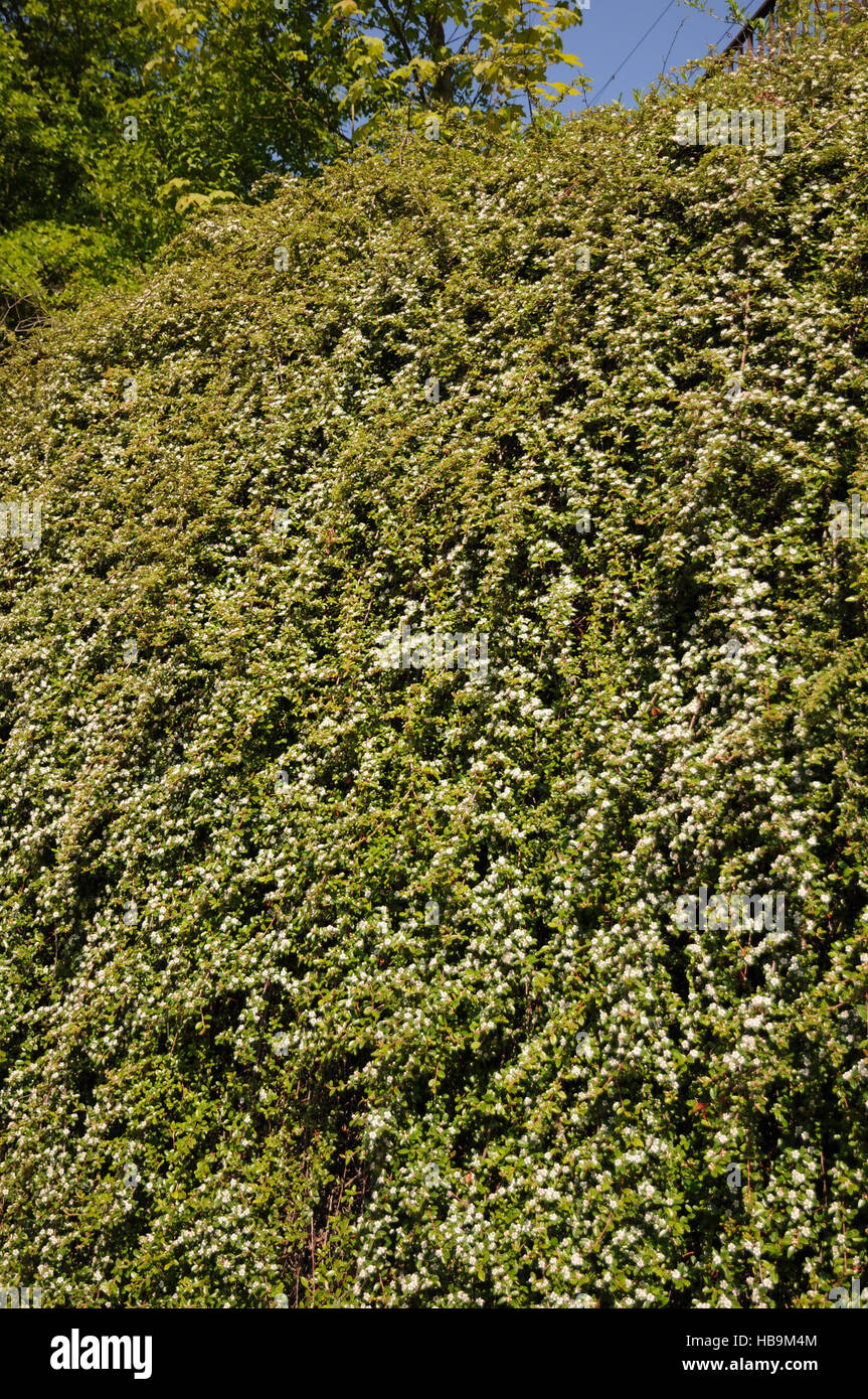 Cotoneaster dammeri, Creeping cotoneaster Stock Photo