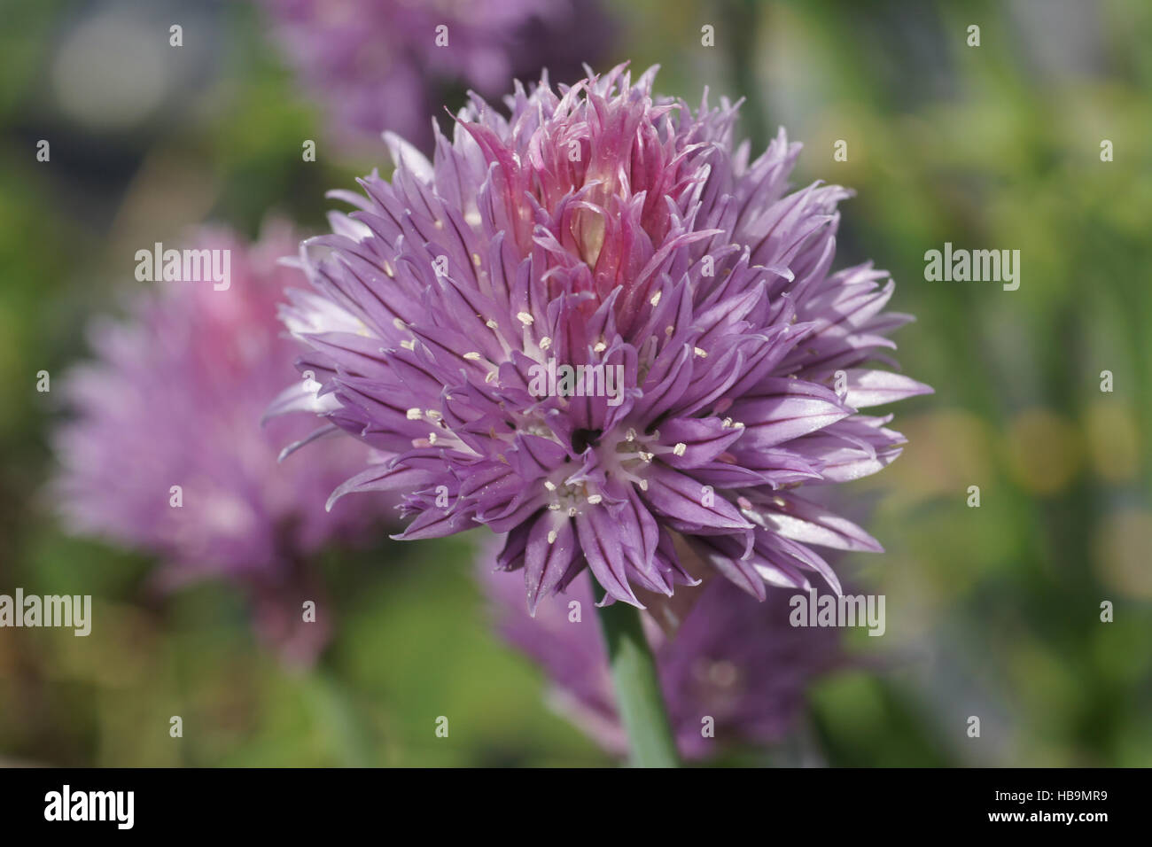 Allium schoenoprasum, Chives Stock Photo