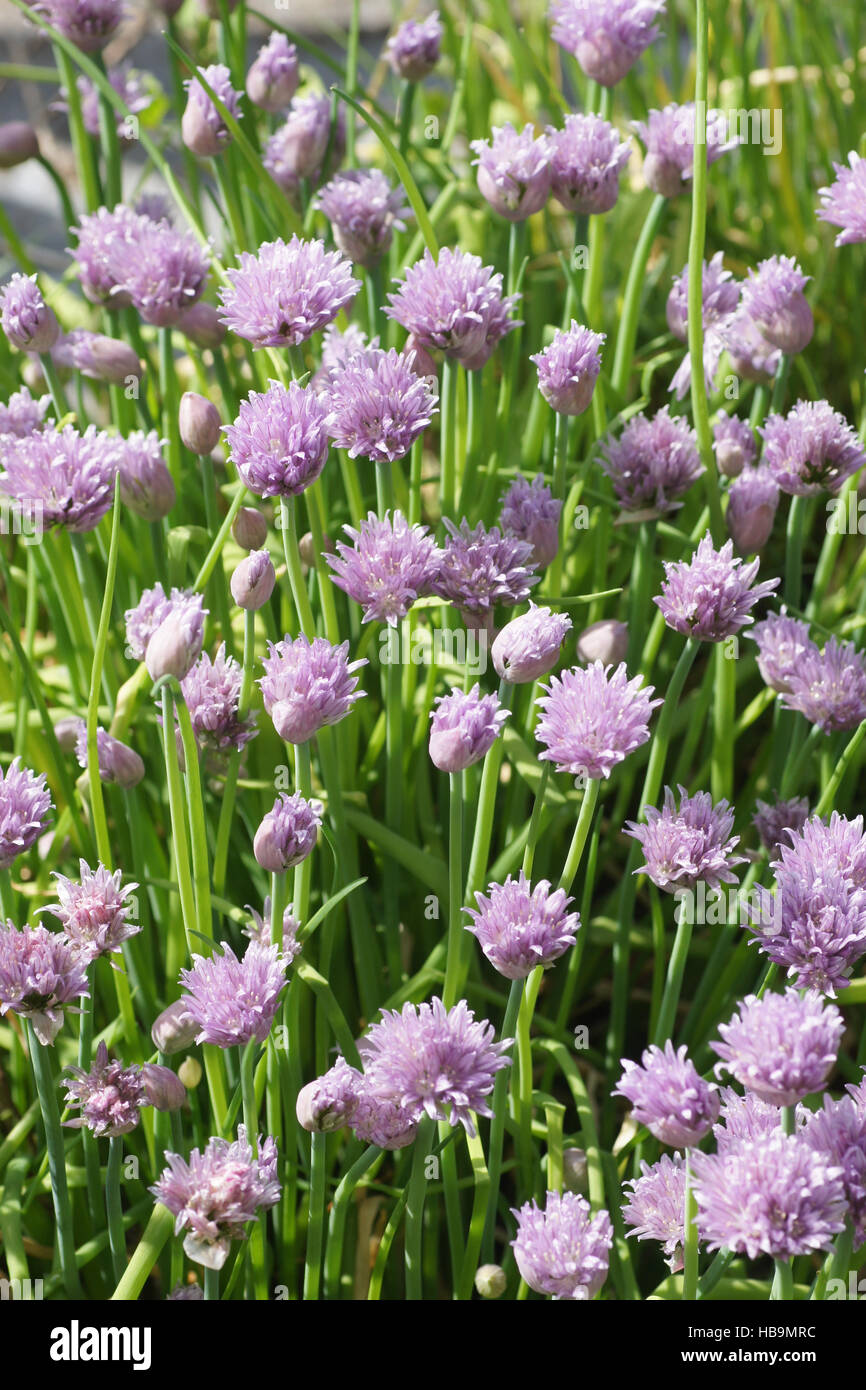 Allium schoenoprasum, Chives Stock Photo