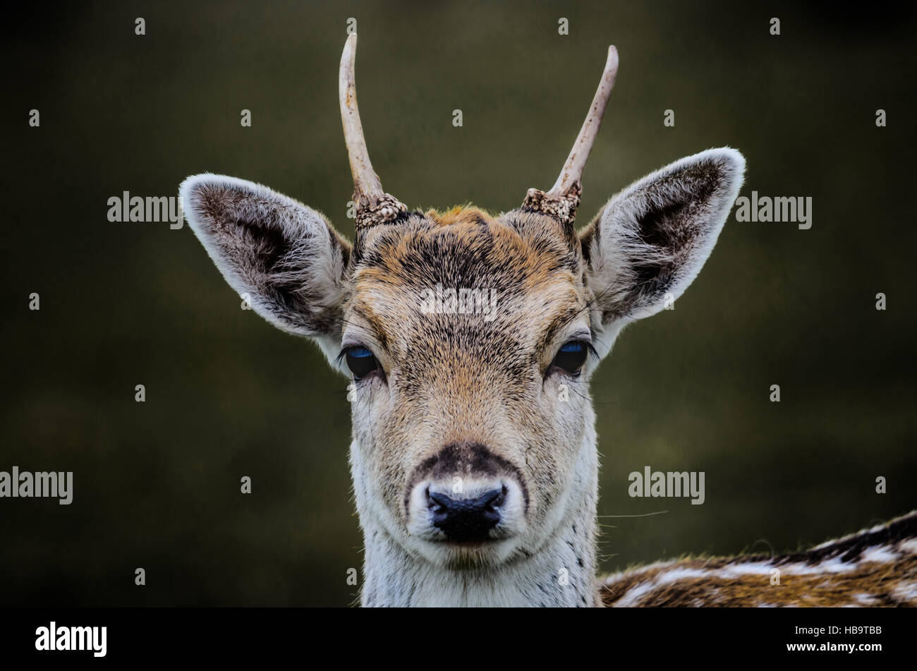fallow buck portrait / southern burgenland Stock Photo