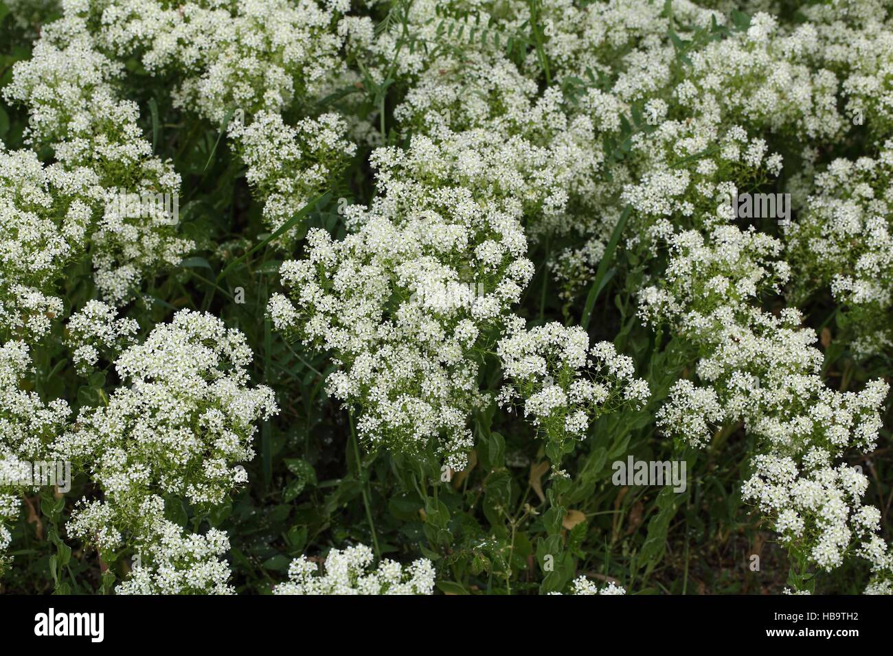 Hoary Cress Stock Photo