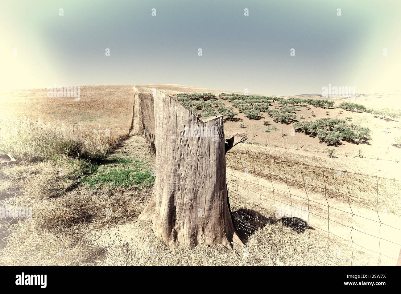 Olive tree stump hires stock photography and images Alamy