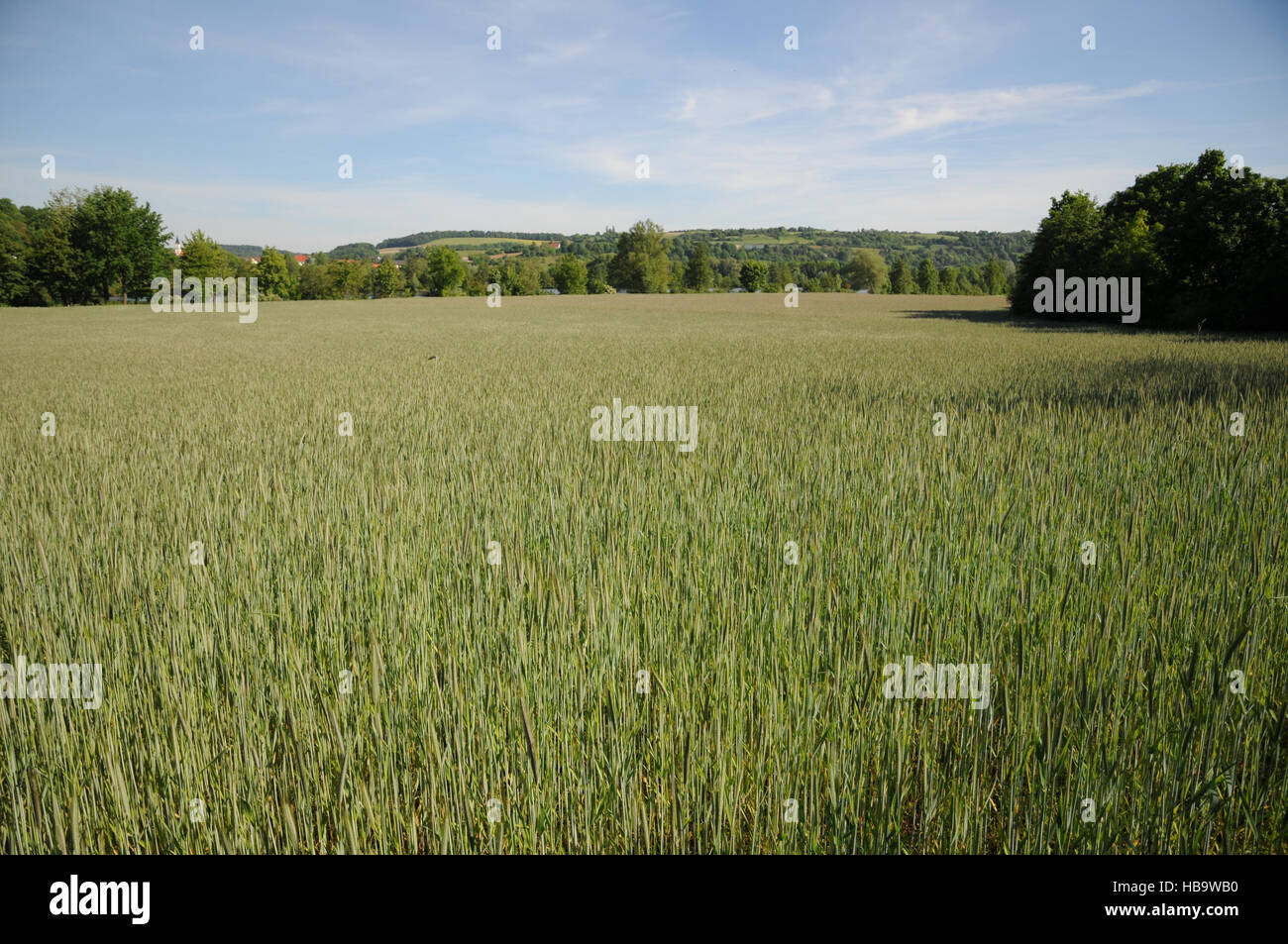Secale cereale, Rye, flowering Stock Photo - Alamy