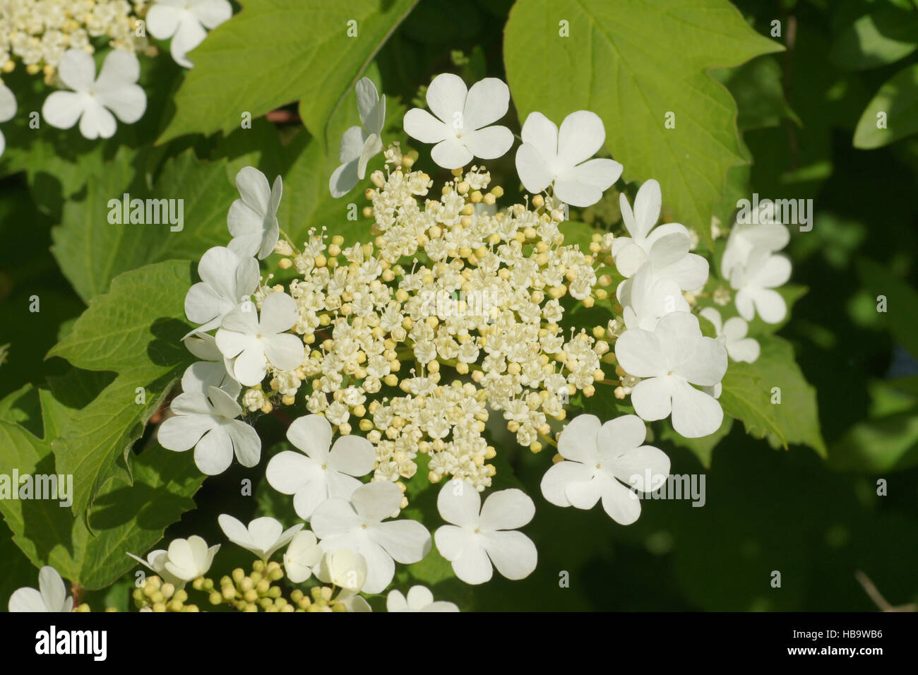 Umble hi-res stock photography and images - Alamy