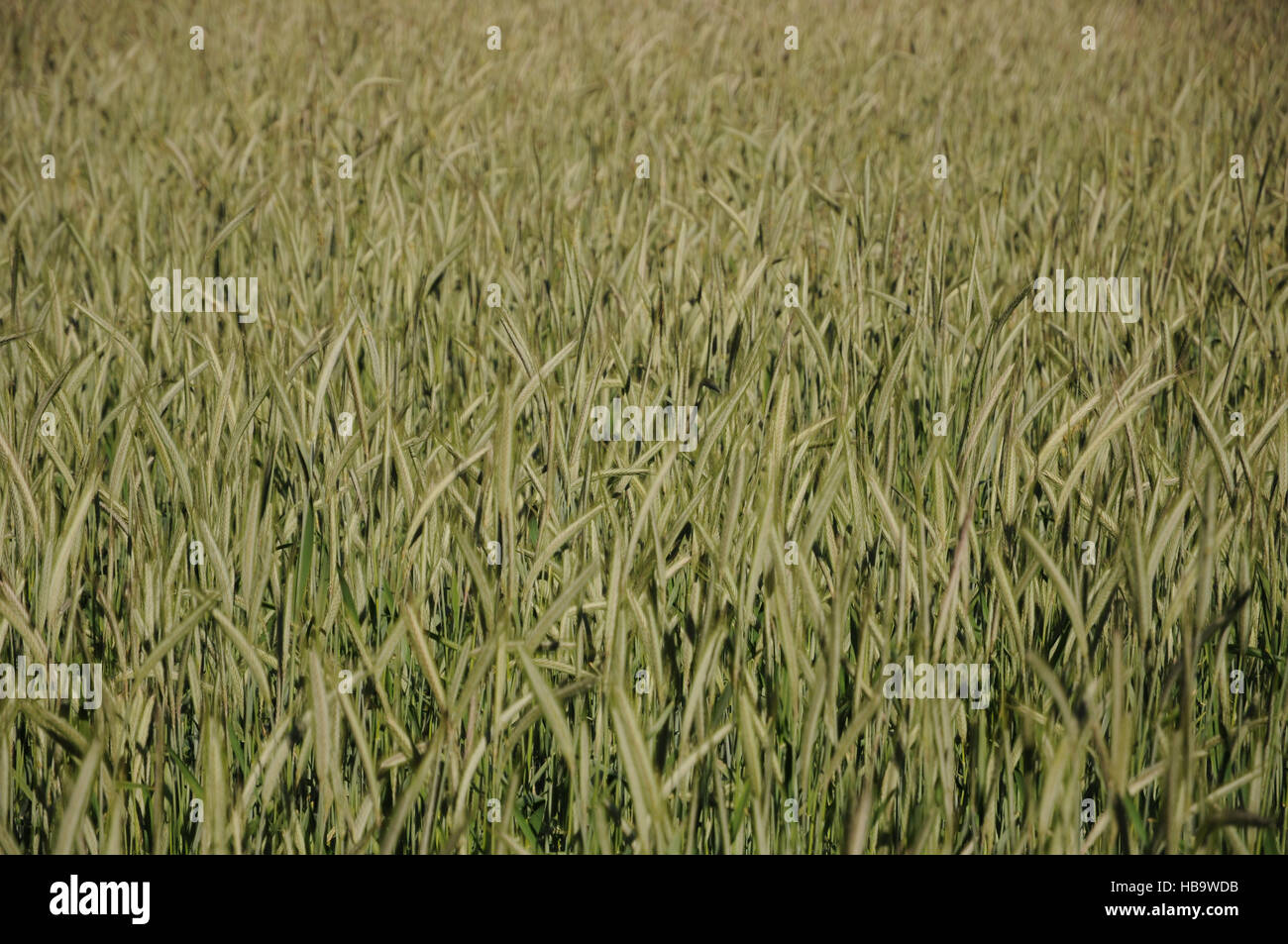 Secale cereale, Rye, flowering Stock Photo - Alamy
