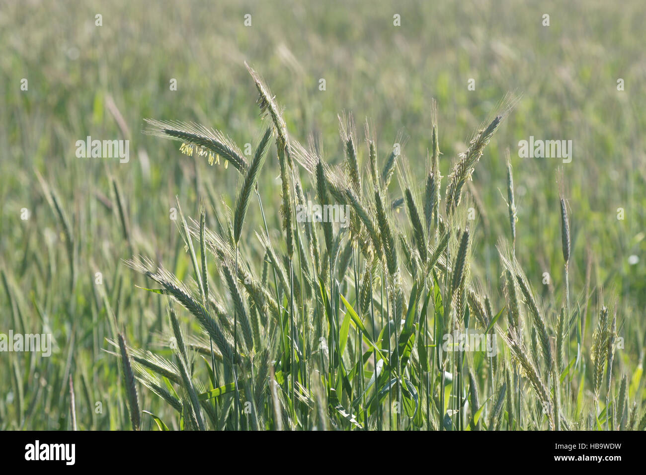 Secale cereale, Rye, flowering Stock Photo - Alamy