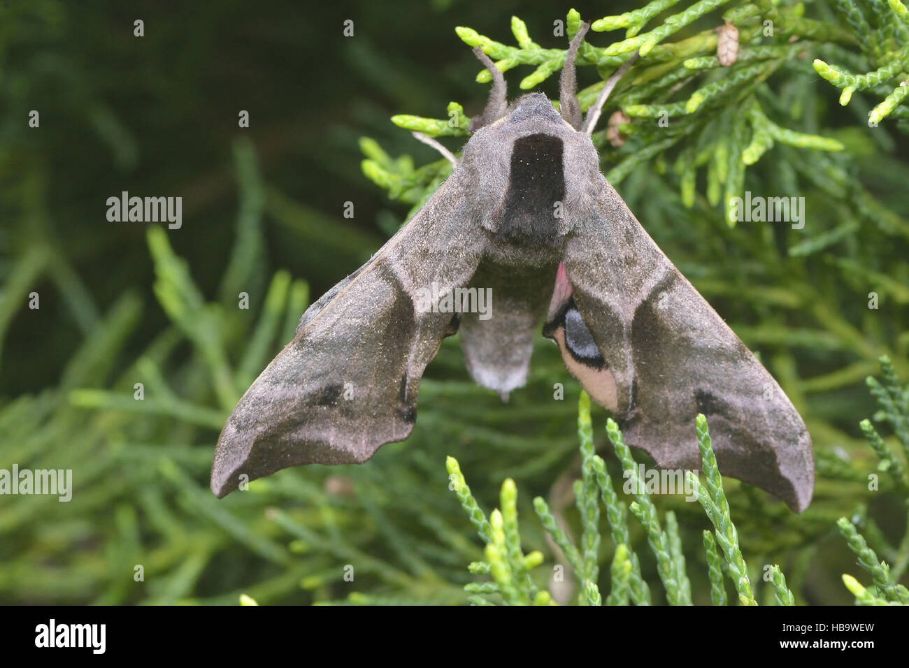Eyed hawk-moth Stock Photo