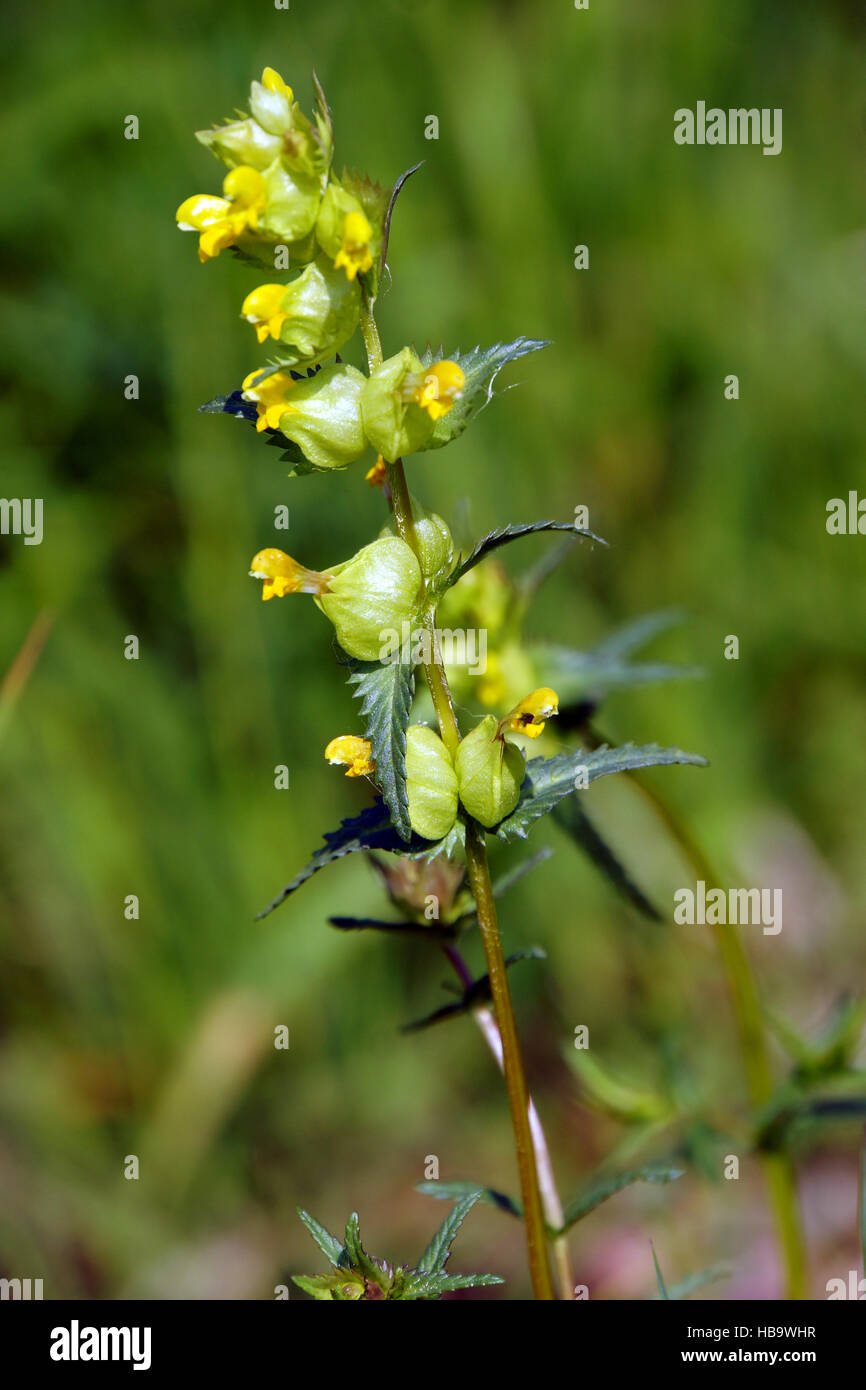 Greater Yellow-rattle Stock Photo
