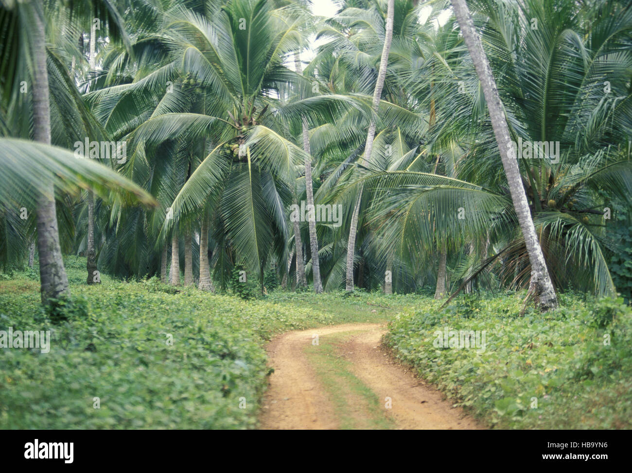 Sri Lanka Hikkaduwa Coconut Plantation Stock Photo Alamy