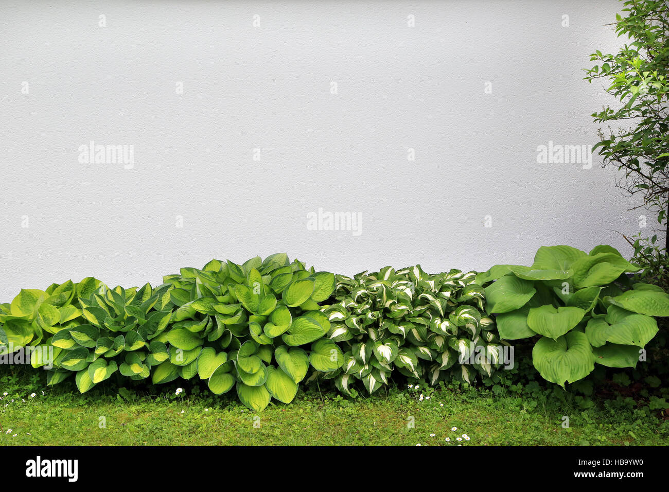 Different colorful plantain lilies, Hostas Stock Photo