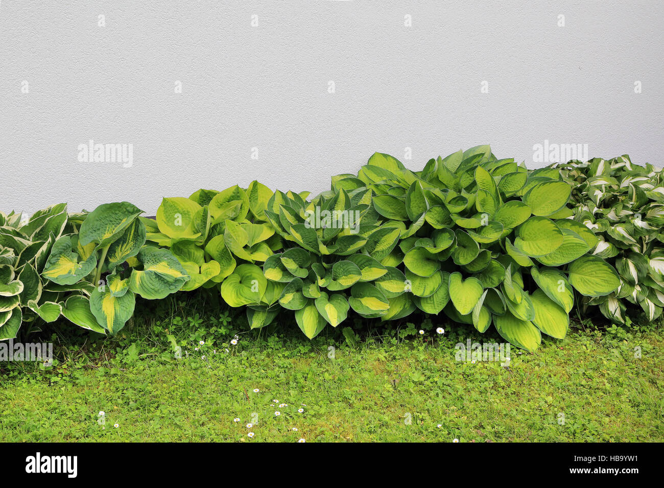 Different colorful plantain lilies, Hostas Stock Photo