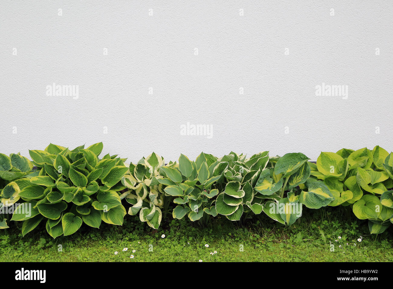 Different colorful plantain lilies, Hostas Stock Photo