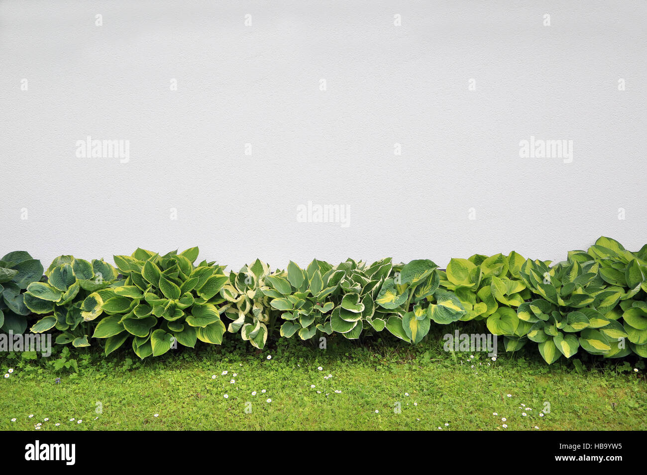 Different colorful plantain lilies, Hostas Stock Photo