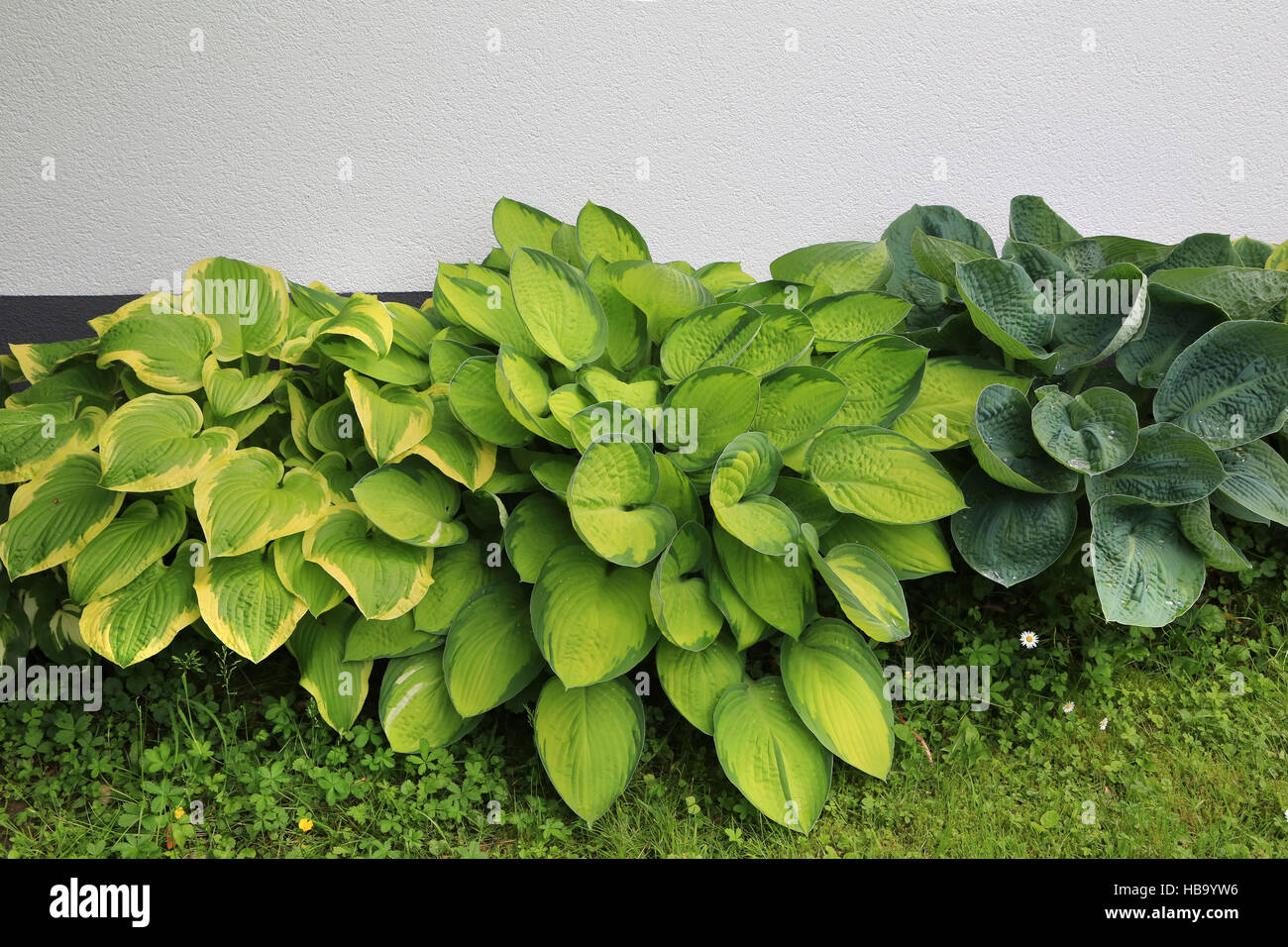 Several plantain lilies, Hosta Stock Photo