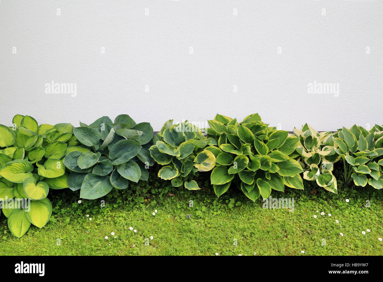 Different colorful plantain lilies, Hostas Stock Photo